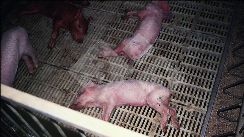 Foto 1. Intoxicação por sal na fase de transição.